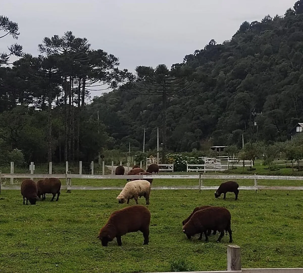 Pousada No De Pinho Urubici Inn
